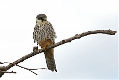 Eurasian Hobby